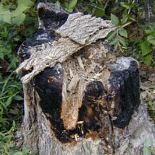 Rotting wood stump